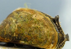 Image of Zebra Mussel