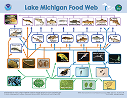 Lake Michigan Foodweb, click to open PDF