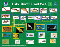 Food web diagram of Lake Huron