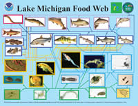 Food web diagram of Lake Michigan