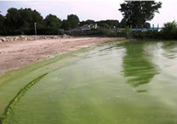 Image of harmful algal bloom