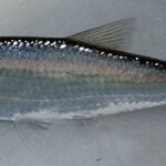 Alburnus alburnus. Common Name: Bleak.