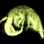 Apocorophium lacustre. Common Name: Scud.