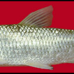Ctenopharyngodon idella. Common name: Grass Carp.