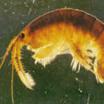 Dikerogammarus villosus. Common Name: Killer shrimp.