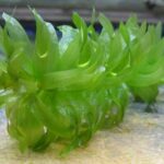 Egeria densa. Common Name: Brazilian waterweed.
