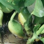 Eichhornia crassipes. Common Name: Floating waterhyacinth.