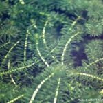 Hydrilla verticillata. Common Name: Hydrilla.