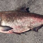 Hypophthalmichthys nobilis. Common name: Bighead Carp.