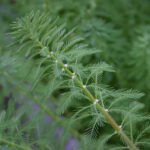 Myriophyllum aquaticum. Common Name: Parrot feather.