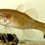 Perccottus glenii. Common Name: Amur sleeper.