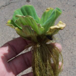 Pistia stratiotes. Common Name: Water lettuce.