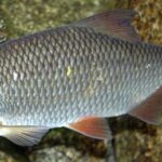 Rutilus rutilus. Common Name: Roach.