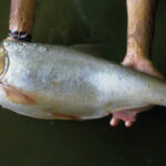 Hypophthalmichthys molitrix. Common name: Silver Carp.