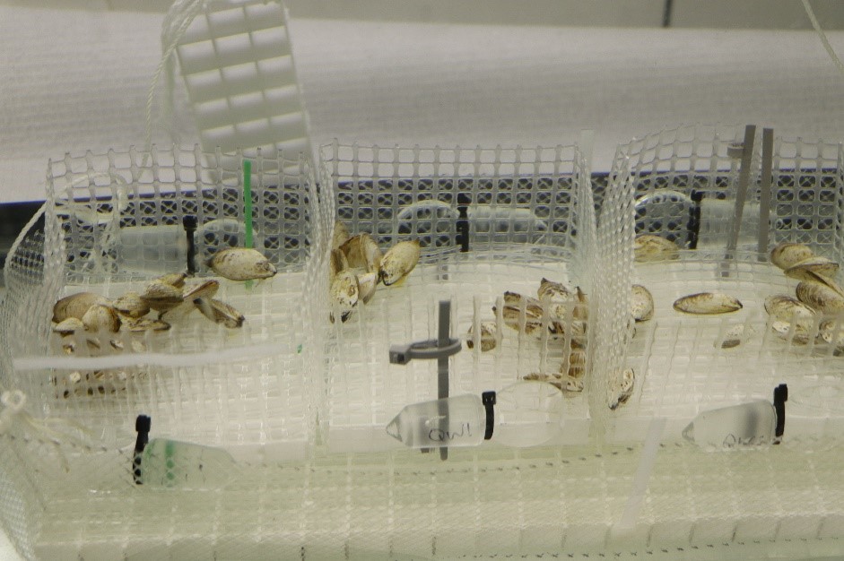 photo of small quagga mussels
