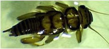 stonefly larvae - Acroneuria sp.
