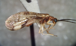 Climaciaareolaris