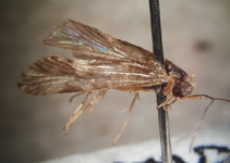 adult caddisfly - Pneumatopsyche speciosa