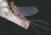 Ephemerella ignita