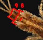 Close-up: Eurylophella abdomen.  Original photo Courtesy of Electronic Field Guide to Aquatic Invertebrates 