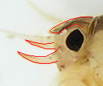 Close-up: Hexagenia limbata head.  Photo Courtesy of Jason Neuswanger