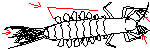 Oligoneuridae line drawing