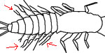 Mayfly - Paraleptophlebia drawing