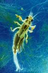 Larval mayfly - Hexagenia limbata