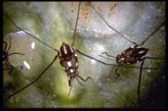 water strider nymphs - Gerris sp.