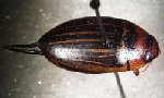 adult Hydaticus spp. - predaceous diving beetle