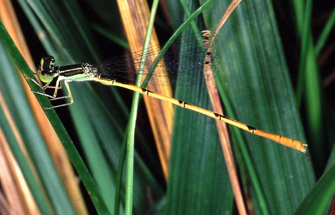 Ischnura hastata - adult male damselfly 