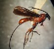 adult braconid wasp