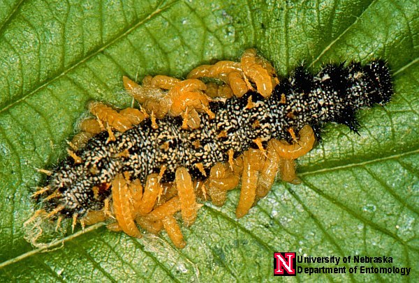 braconid wasp larvae emerging from a caterpillar host