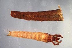Caddis fly larvae (bottom) and case (top)