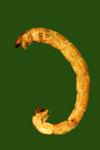 Chironomid larva