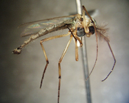 Adult chironomus (midge)