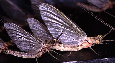 Adult mayflies - Hexagenia limbata