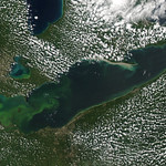satellite image of a harmful algal bloom, click to open Coastwatch website