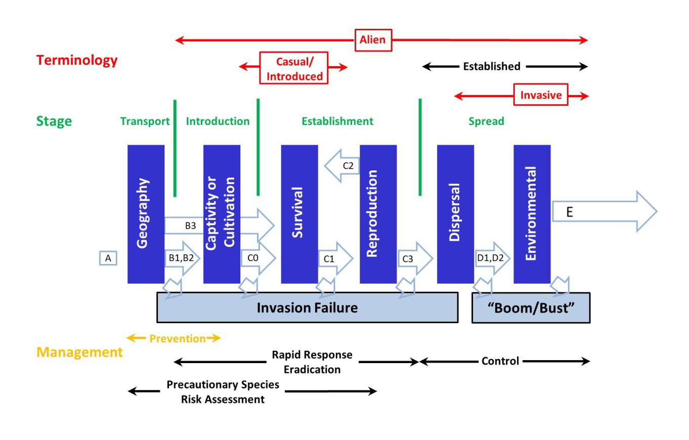 Chart that symbolizes the different stages of invasion and the corresponding terminology and management actions used in response.