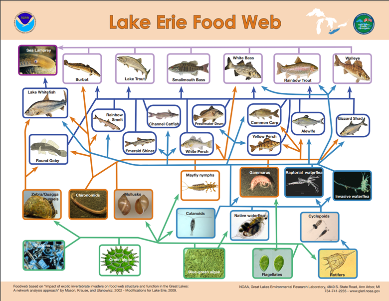 Lake Erie Food Web poster