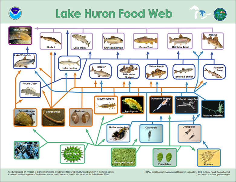 Lake Huron Food Web poster