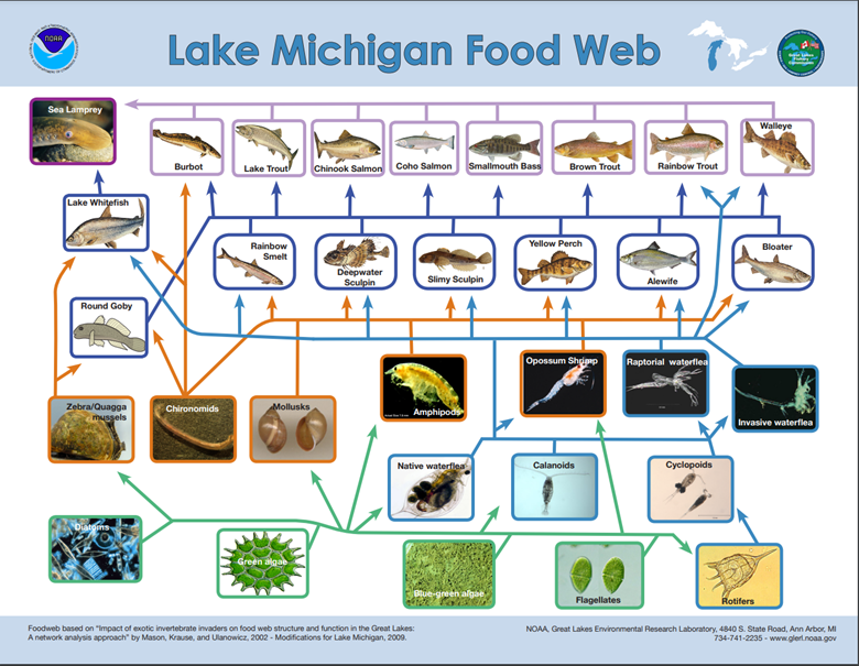 Lake Michigan Food Web poster