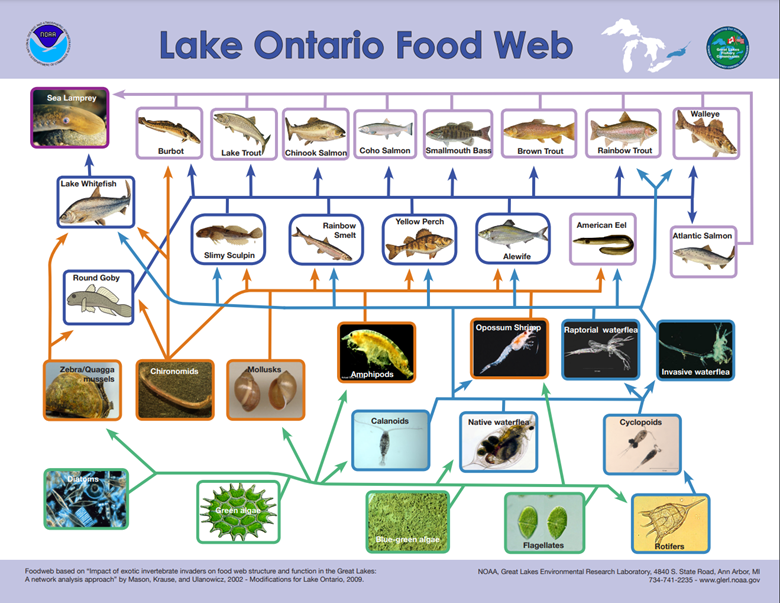 Lake Ontario Food Web poster