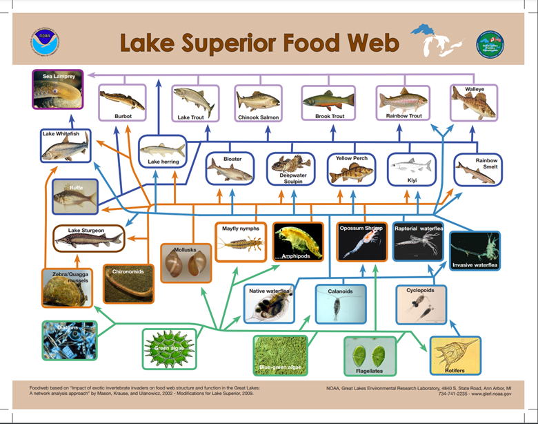 Lake Superior Food Web poster