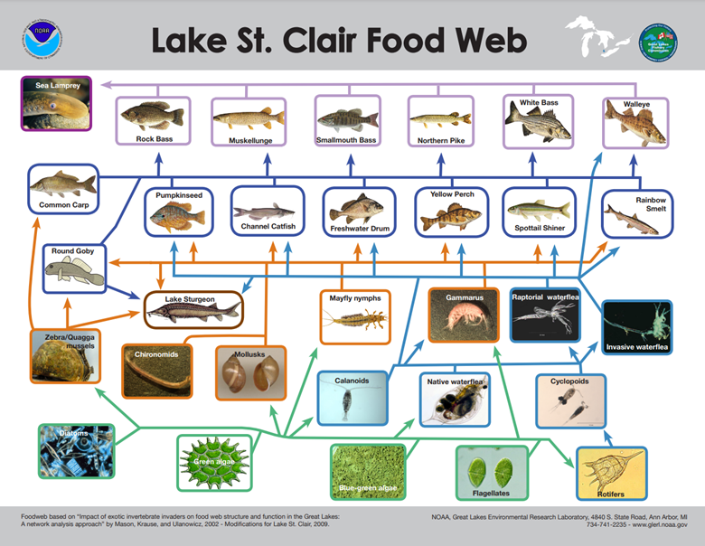 Lake St. Clair Food Web poster