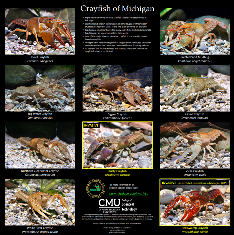 Crayfishes of Michigan Poster