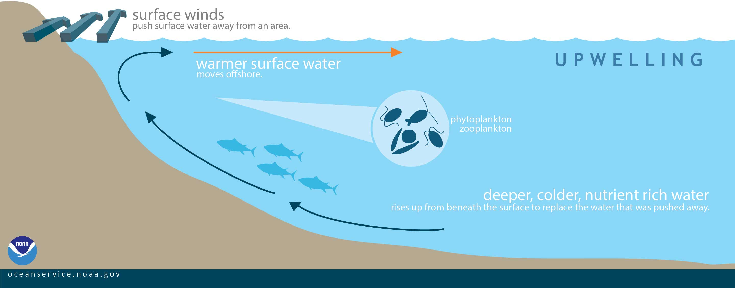 infographic showing how surface winds affect water