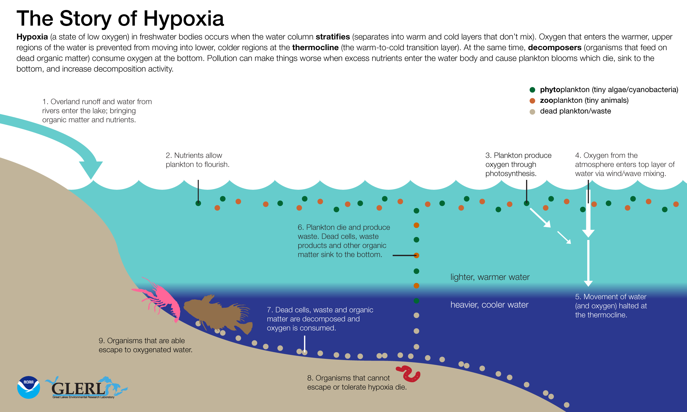 Infographics: NOAA Great Lakes Environmental Research ... pelagic zone diagram 