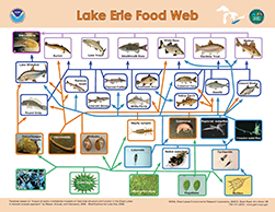 Lake Erie Foodweb, click to open PDF