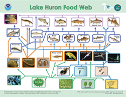 Lake Huron Foodweb, click to open PDF